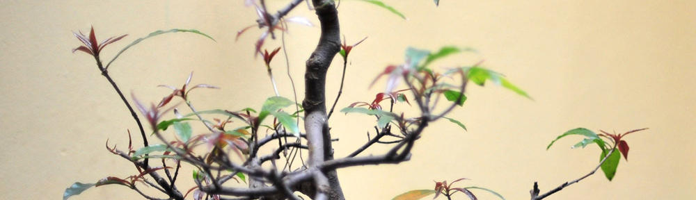 Barton St David Scout Group